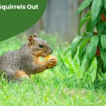 How to Keep Squirrels Out of Garden