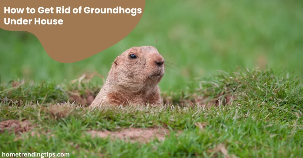 How to Get Rid of Groundhogs Under House
