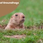 How to Get Rid of Groundhogs Under House