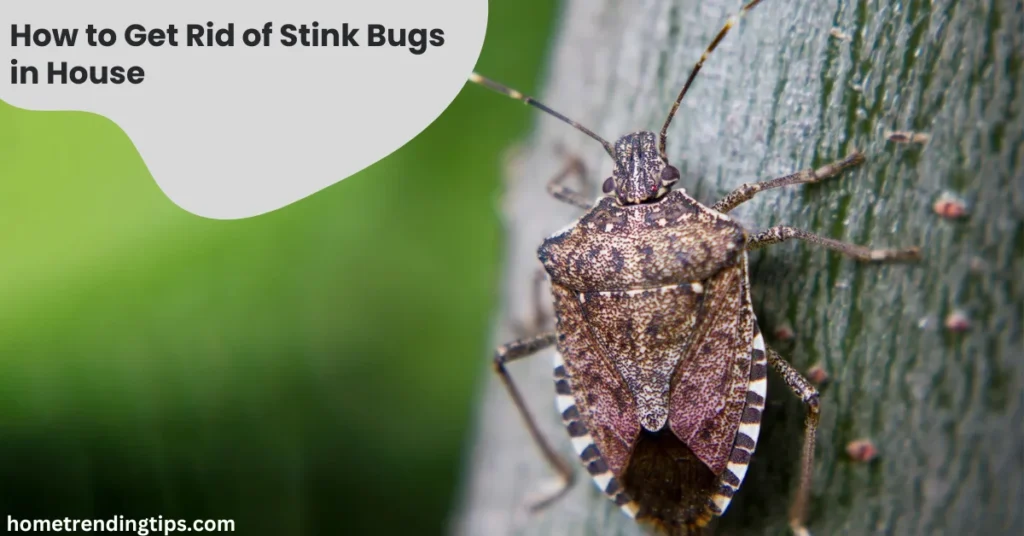 How to Get Rid of Stink Bugs in House