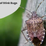 How to Get Rid of Stink Bugs in House
